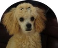 77_d. Back from the Groomers (101) (613x512, 49.3 kilobytes)