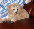 80_d. Back from the Groomers (104) (608x512, 67.9 kilobytes)