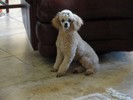 81_d. Back from the Groomers (105) (683x512, 55.4 kilobytes)