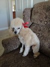 b. Back from the Groomer (101) (600x800, 87.6 kilobytes)