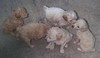 c. Sugar with her litter mates (800x463, 66.2 kilobytes)