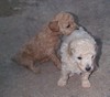 c. Sugarin front with a sister (800x705, 73.9 kilobytes)
