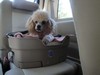 d. Going to meet my new sister (101) (800x600, 46.7 kilobytes)