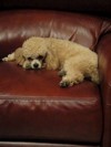 h. Nap time (104) (600x800, 50.4 kilobytes)