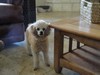 j. Settled in at home (102) (800x600, 72.2 kilobytes)