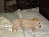 j. Settled in at home (104) (800x600, 61.4 kilobytes)