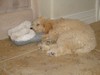 u_a. Snoozing with slippers (800x600, 56.3 kilobytes)