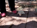 006_d. She is starting to walk  (101) (683x512, 100.6 kilobytes)