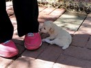 007_d. She is starting to walk (102) (683x512, 91.0 kilobytes)