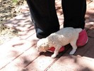 008_d. She is starting to walk (103) (683x512, 89.9 kilobytes)