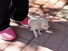 010_d. She is starting to walk (105) (683x512, 85.6 kilobytes)