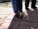 012_d. She is starting to walk (107) (683x512, 101.3 kilobytes)