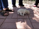 013_d. She is starting to walk (108) (683x512, 98.1 kilobytes)