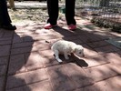 014_d. She is starting to walk (109) (683x512, 117.7 kilobytes)