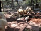 015_d. She is starting to walk (110) (683x512, 134.0 kilobytes)